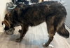 Ursa - Photo 8