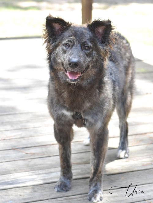 URSA - Husky / Catahoula Leopard Dog available for adoption