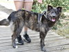 Ursa - Photo 3