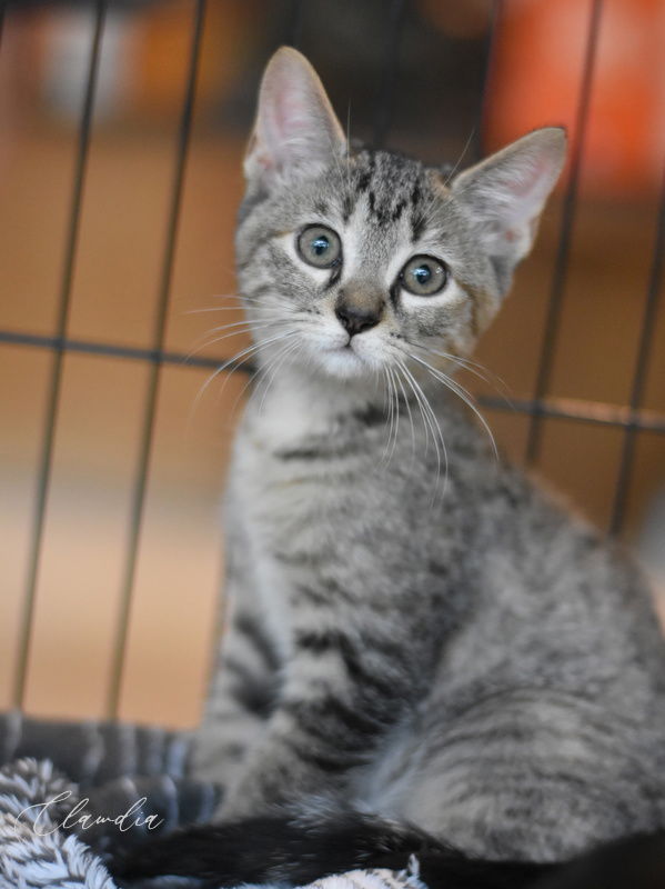 adoptable Cat in Montgomery, TX named Clawdia