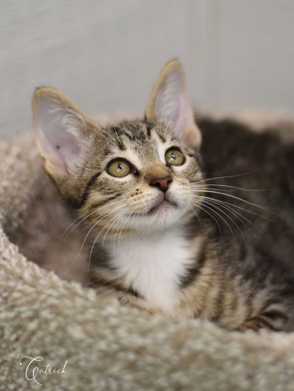 adoptable Cat in Montgomery, TX named Catrick