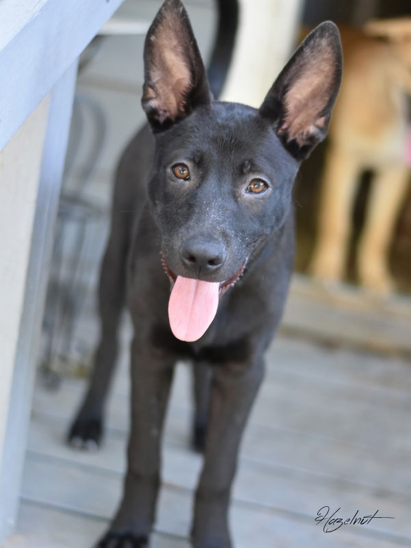 adoptable Dog in Montgomery, TX named Hazelnut