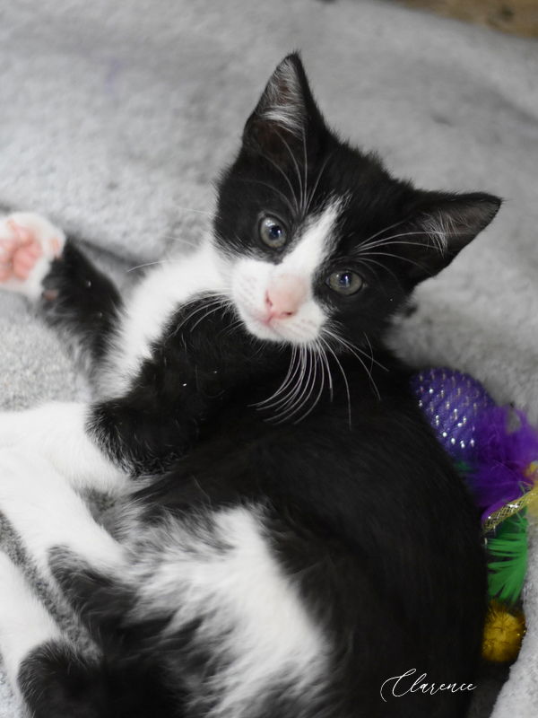 adoptable Cat in Montgomery, TX named Clarence