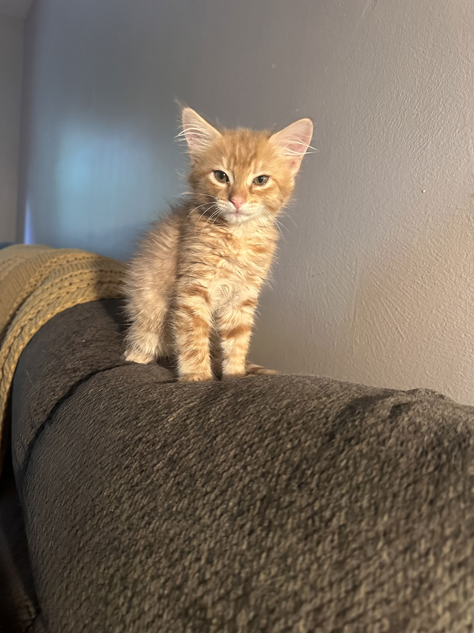 adoptable Cat in Montgomery, TX named Pumpkin