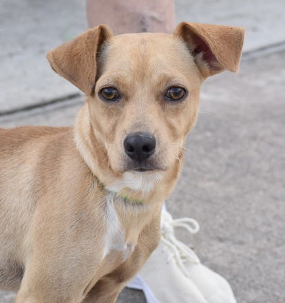 adoptable Dog in Montgomery, TX named Gibbs