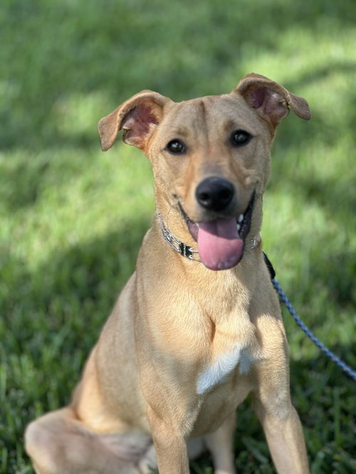 picture of the dog needing adoption