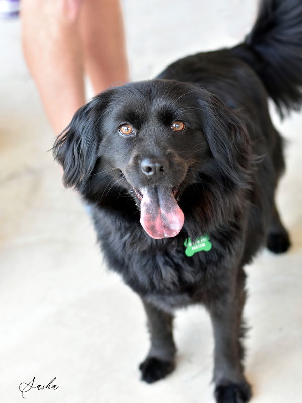 adoptable Dog in Montgomery, TX named Sasha