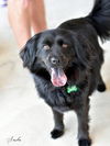 adoptable Dog in montgomery, TX named Sasha