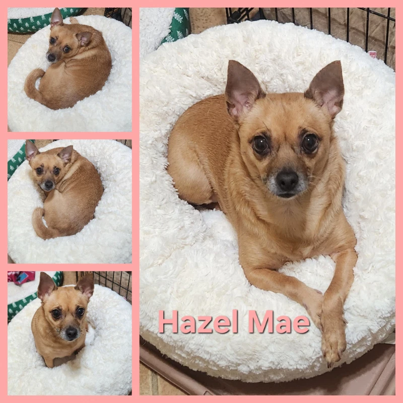 Hazel Mae