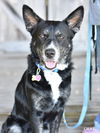 adoptable Dog in  named Char