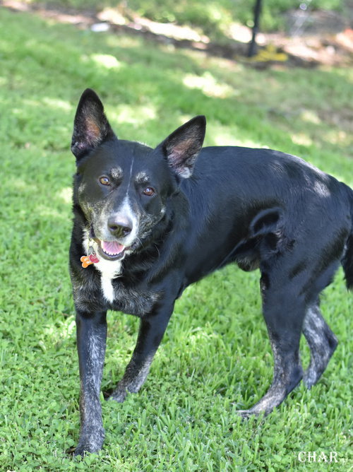 CHAR - Australian Cattle Dog/Blue Heeler / Shepherd available for adoption