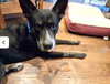 Char - Photo 13
