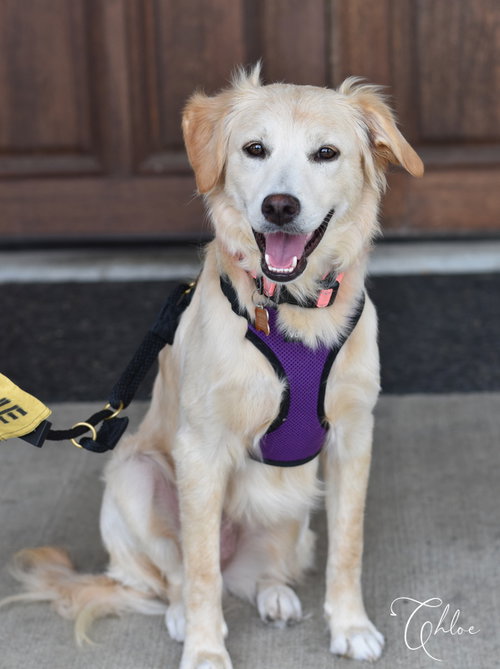 picture of the dog needing adoption
