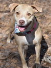 adoptable Dog in montgomery, TX named Mama Noel
