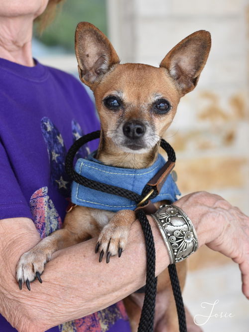 picture of the dog needing adoption