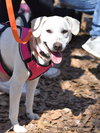 Brandy - Photo 3