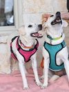 Brandy - Photo 5