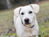 Brandy - Photo 6