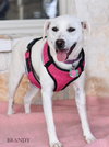 Brandy - Photo 7