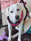 Brandy - Photo 8