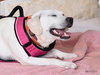 Brandy - Photo 10