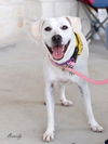 adoptable Dog in Montgomery, TX named Brandy