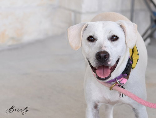 BRANDY - Labrador Retriever available for adoption