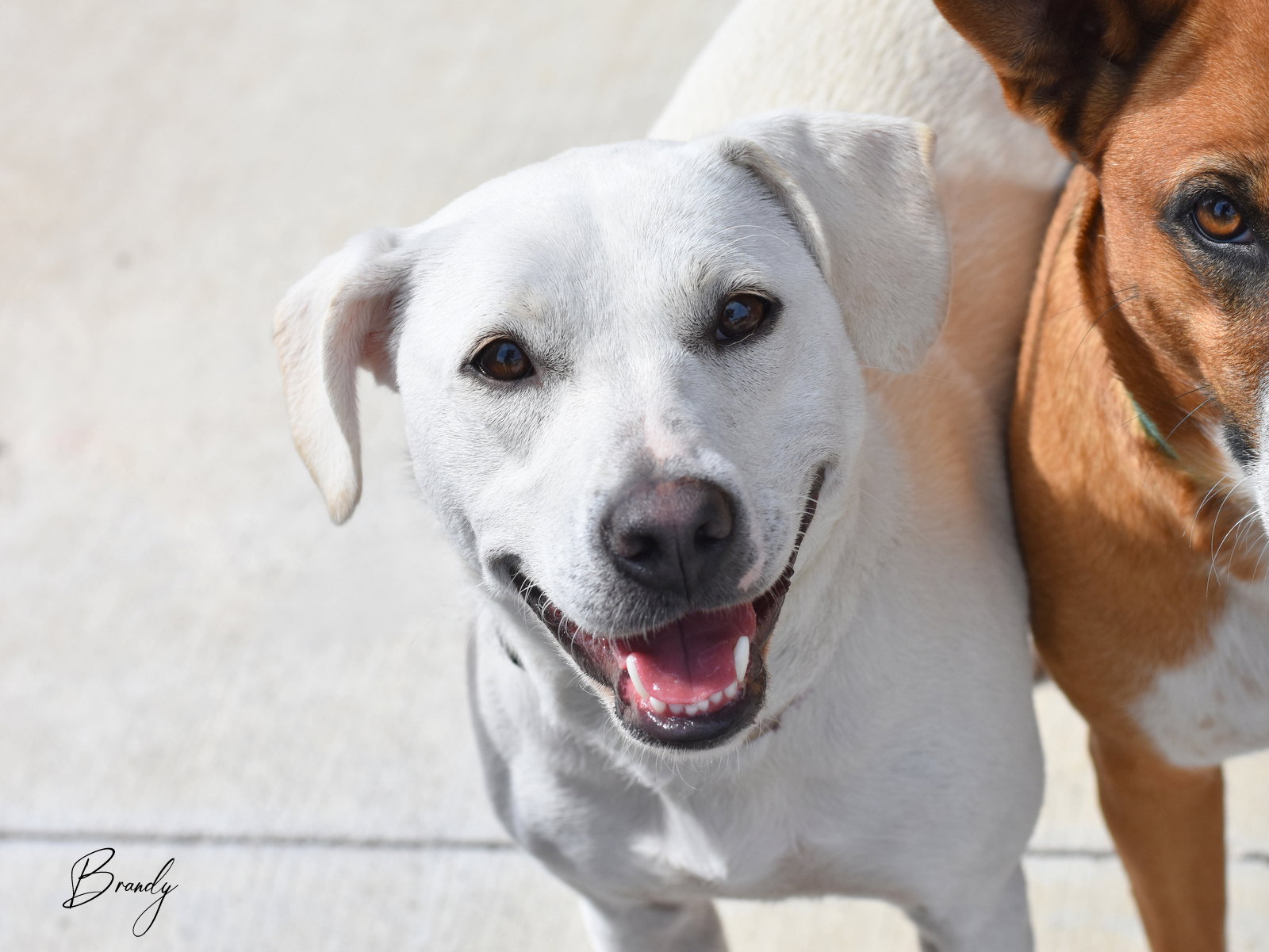 Labrador Retriever