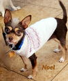adoptable Dog in  named Noel