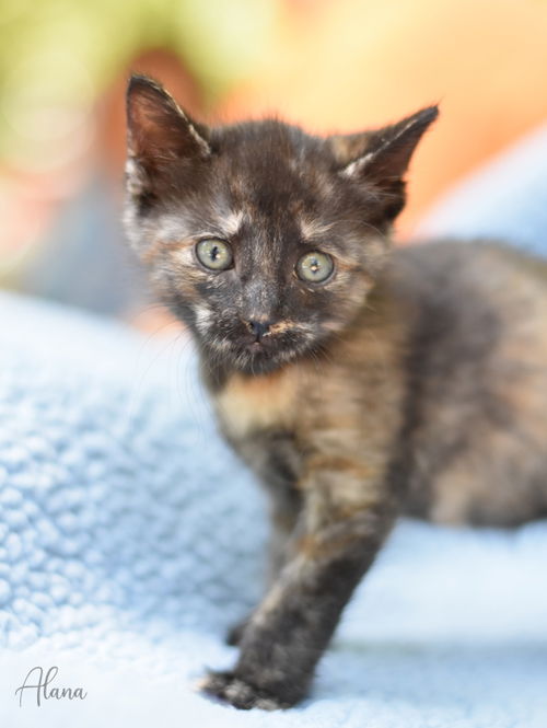 picture of the cat needing adoption