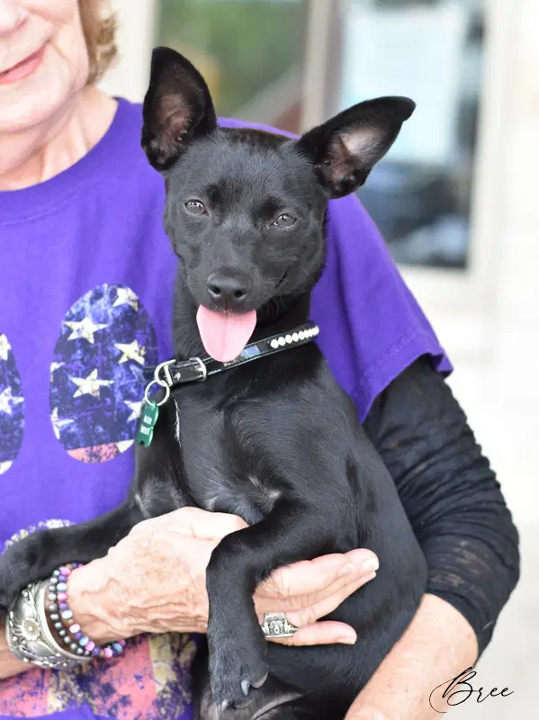 Bree - Chihuahua