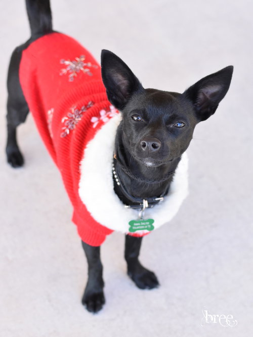 picture of the dog needing adoption