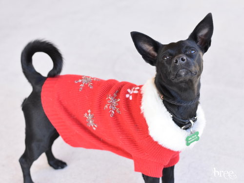 BREE - Chihuahua / Rat Terrier available for adoption