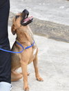 Penny - Photo 14