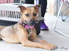 adoptable Dog in montgomery, TX named Penny