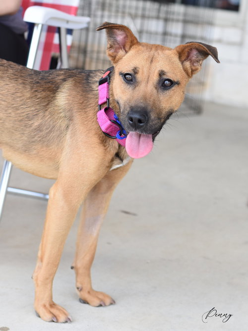 picture of the dog needing adoption