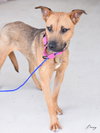 Penny - Photo 4