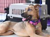 Penny - Photo 5