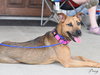 Penny - Photo 6