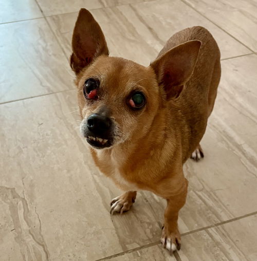 picture of the dog needing adoption