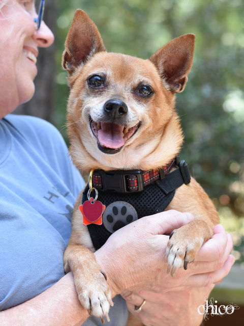 adoptable Dog in Montgomery, TX named Chico