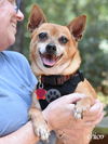 adoptable Dog in montgomery, TX named Chico