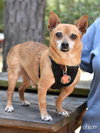 Chico - Photo 7