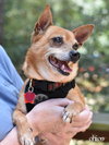 Chico - Photo 8