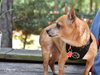 Chico - Photo 9