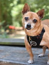 Chico - Photo 10