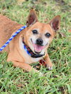 Chico - Photo 1