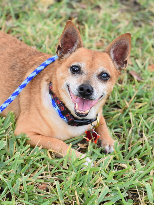 picture of the dog needing adoption