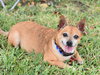 Chico - Photo 4
