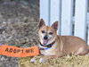 Chico - Photo 3